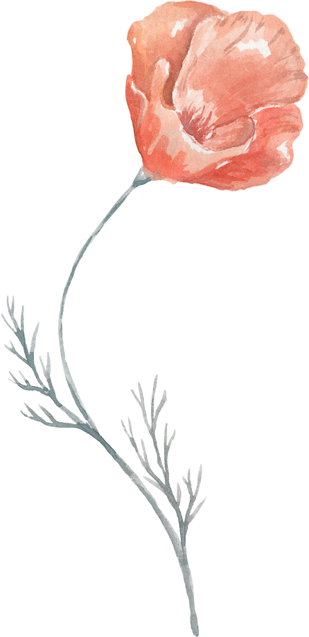 Watercolor Red Poppy.  Wildflower Illustration.