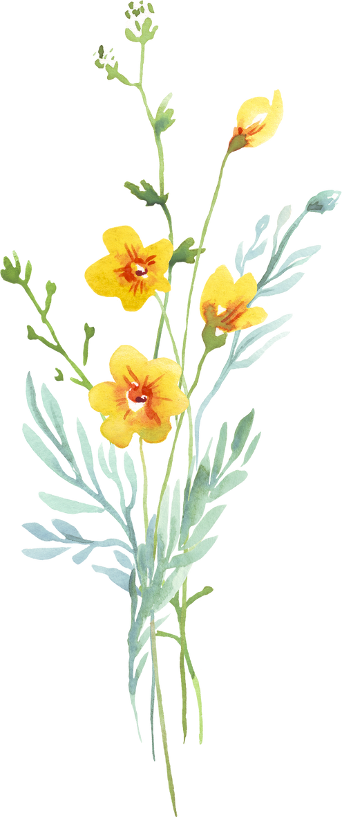 Wildflowers bouquet. Watercolor clipart