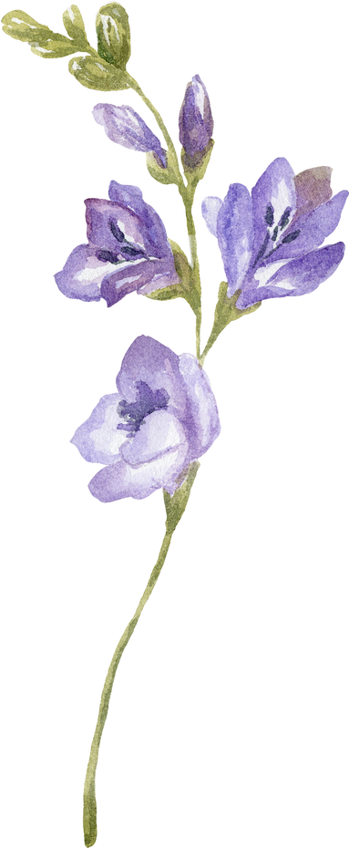 Watercolor Purple Wildflower Illustration.